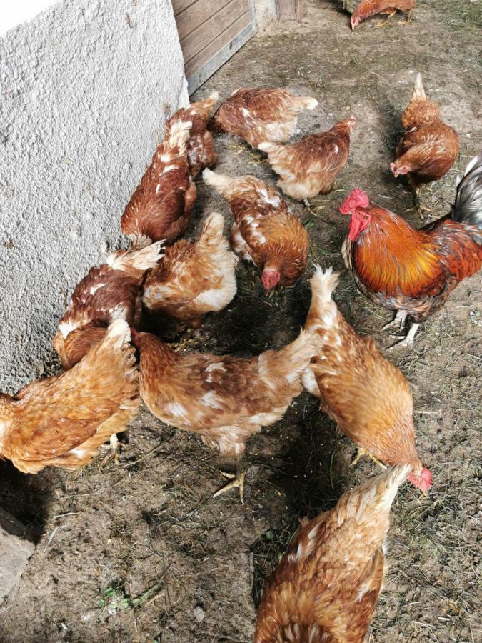 Hoermannhof Bressanone Ngoại thất bức ảnh